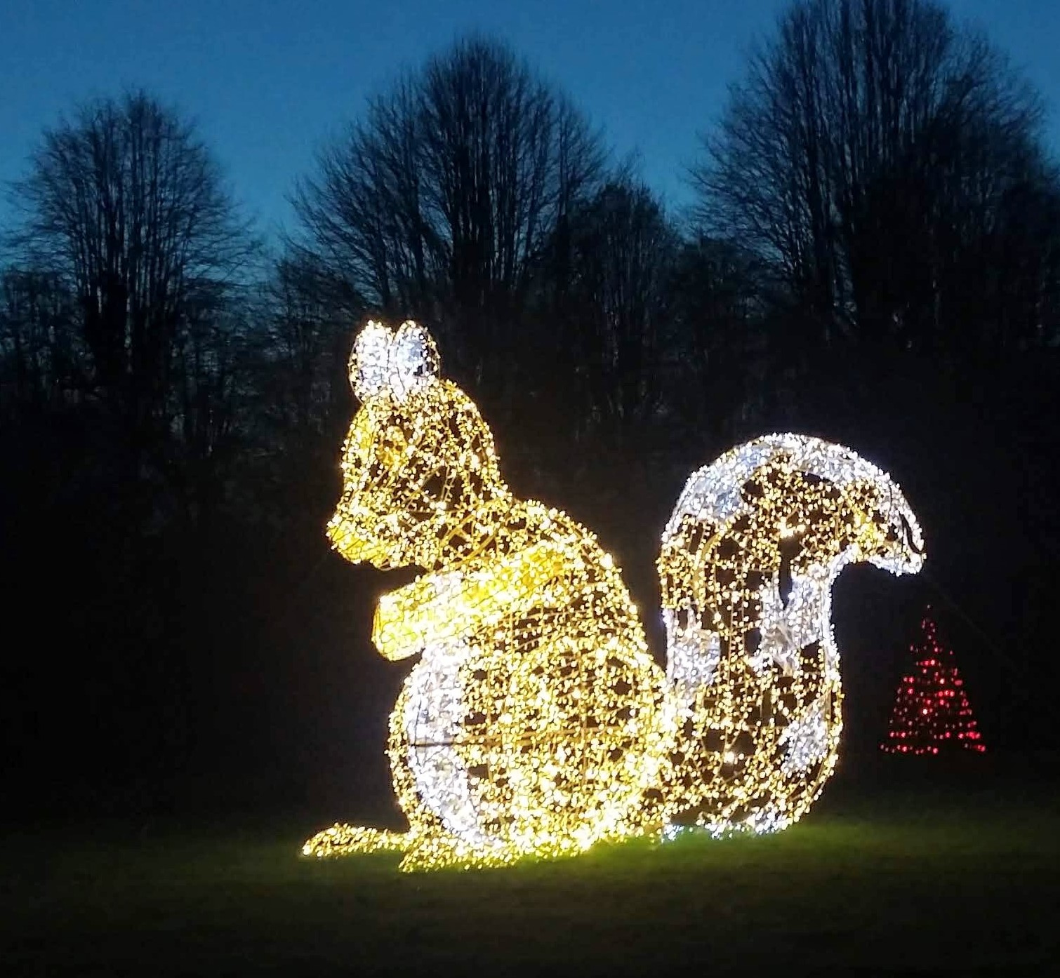 Écureuil illuminé dans les jardins